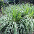 Outsidepride Lemon Grass Seeds for Planting - 2000 Perennial Seeds, Mosquito Repellent, Deer Proof, Citronella Grass for Culinary and Ornamental Use, Blue-Green Foliage, Lemon Grass Live Plant