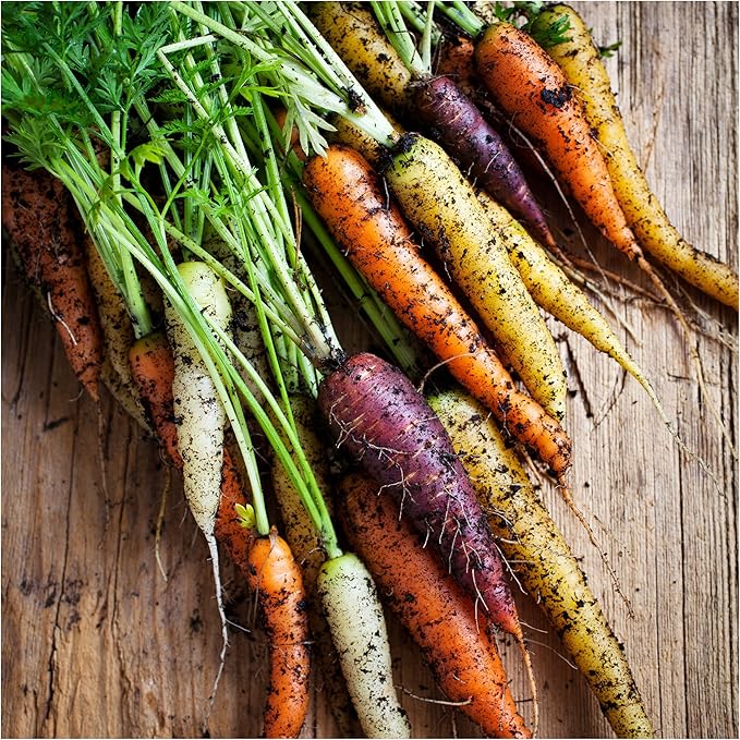 Seed Needs Carrot Seeds for Planting Rainbow Carrots - Non-GMO Heirloom & Untreated Veggie Seed to Grow a Home Grown Vegetable Garden in Fall or Spring (2 Packs)