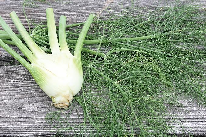 Burpee Orion Hybrid Fennel Seeds 100 seeds