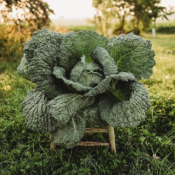 Savoy Perfection Cabbage - 100 Seeds - Heirloom & Open-Pollinated Variety, Non-GMO Vegetable Seeds for Planting Outdoors in The Home Garden, Thresh Seed Company
