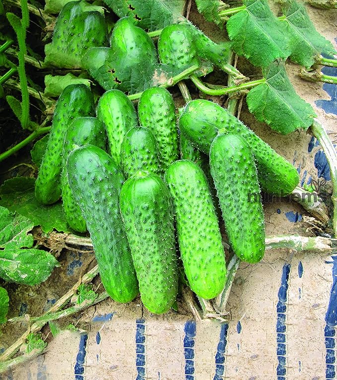 Seeds Cucumber Titus F1 Gherkin - Open-Pollinated - Heirloom Vegetable - GMO Free