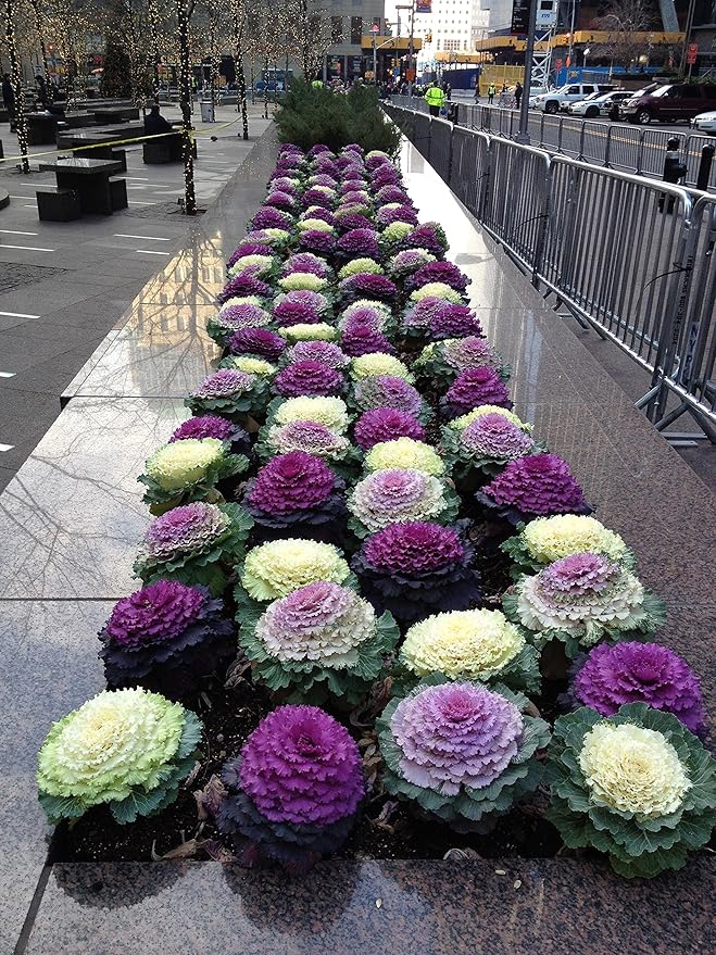 Seeds Vegetable Flowering Kale Mix (Ornamental Cabbage) Large Leaf - 50-100 Seeds