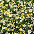 Outsidepride Roman Chamomile Seeds - 25000 Pcs Perennial, Drought Tolerant, Self-Seeding & Versatile, Herb Seeds for Planting Sweet Scented Daisy-Like Blooms, Ideal for Slopes & Pollinator Gardens