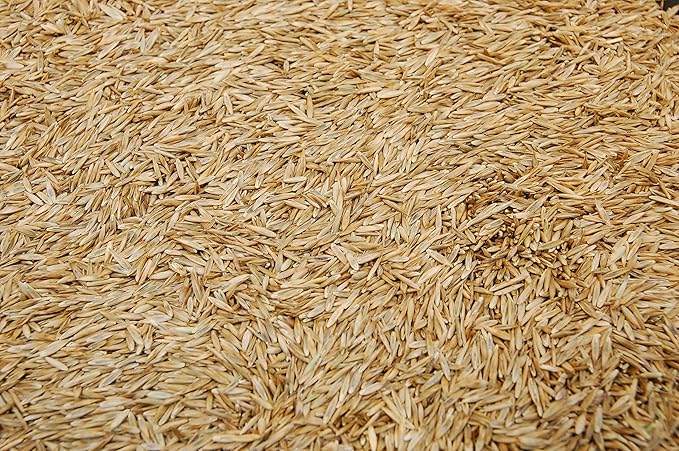 Kentucky 31 K31 Tall Fescue Grass Seed by Eretz - Choose Size! State Certified, No fillers, No Weed or Other Crop Seeds (10lbs)