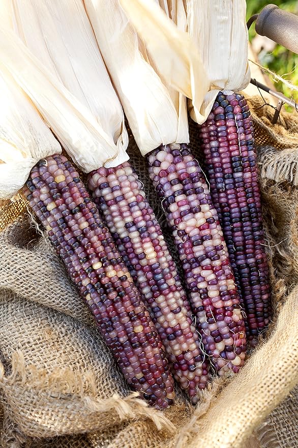 Amethyst Dream Purple Glass Gem Cherokee Indian Corn Heirloom Premium Seeds for Planting Packet + More