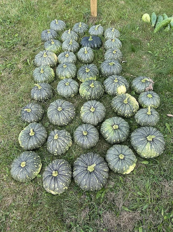 20 Bangla Sweet Spotted Dotted Pumpkin Seeds, High-Yield Variety, 75-80 Days Harvest, Indian Sweet Pumpkin Seeds