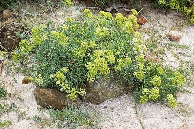 40 SEA Fennel Rock Samphire Crithmum Maritimum Fragrant Herb Edible Vegetable Yellow Flower Seeds