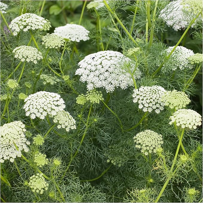 Seed Needs, Bishop's Flower Seeds - 800 Heirloom Seeds for Planting Ammi majus - Open Pollinated Annual Flowers for Growing a Butterfly Garden (1 Pack)