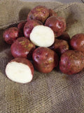 Red Pontiac Patatoes - (4 lb seeds)