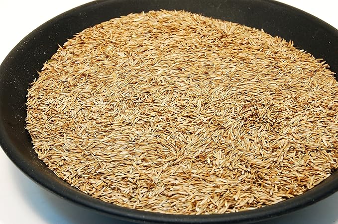 Kentucky 31 K31 Tall Fescue Grass Seed by Eretz - Choose Size! State Certified, No fillers, No Weed or Other Crop Seeds (10lbs)