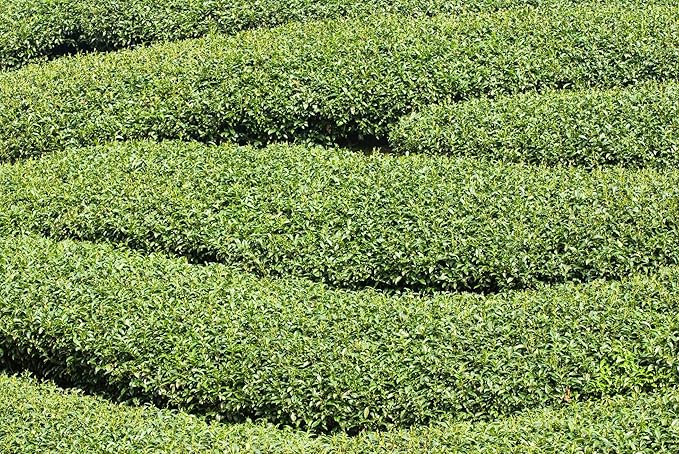 Tea Tree Seeds for Planting - 6 Seeds of Camellia Sinensis Herb Seeds - Made in USA, Ships from Iowa. Tea Tree