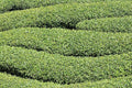Tea Tree Seeds for Planting - 6 Seeds of Camellia Sinensis Herb Seeds - Made in USA, Ships from Iowa. Tea Tree