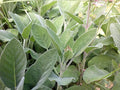 Sage Seed, Broad Leaf, Heirloom, Non GMO, 20+ Seeds, Sage Herb, Spice, Country Creek Acres