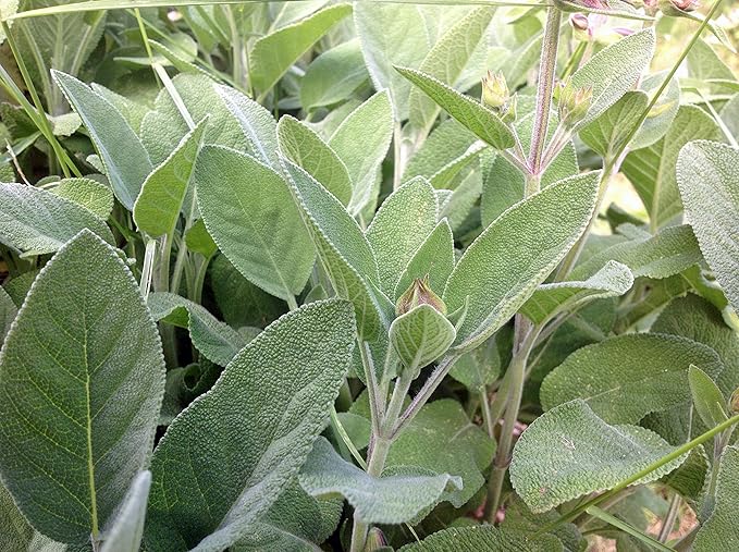 Sage Seed, Broad Leaf, Heirloom, Non GMO, 20+ Seeds, Sage Herb, Spice, Country Creek Acres