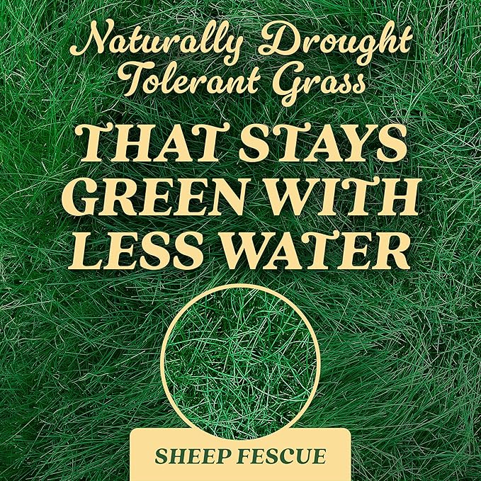 O.M. Scott and Sons Sheep Fescue Seed, Naturally Drought Tolerant Grass, Covers up to 300 sq. ft., 0.9 lb.