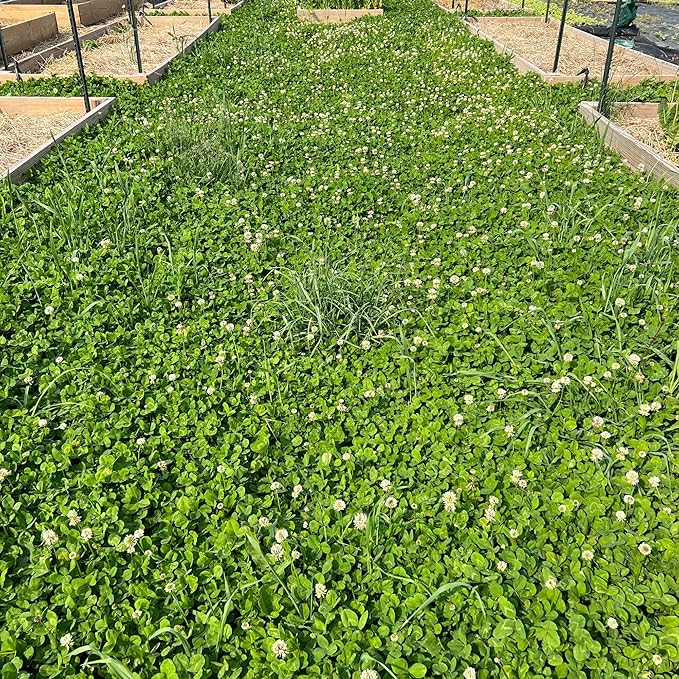 Micro Clover Seed for Lawn - 1 Lb - ~400,000 Microclover Seeds for Planting - Drought-Tolerant Mini Grass Alternative by Mountain Valley Seed Company