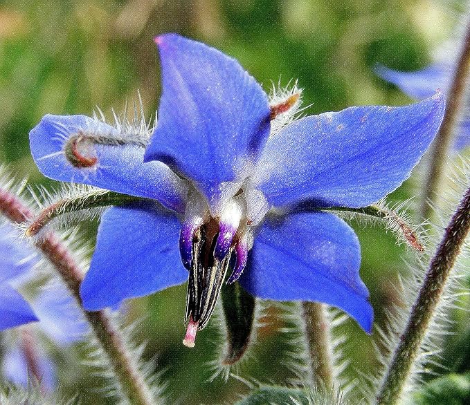 Seeds Borage Annual Herbs Non GMO Heirloom