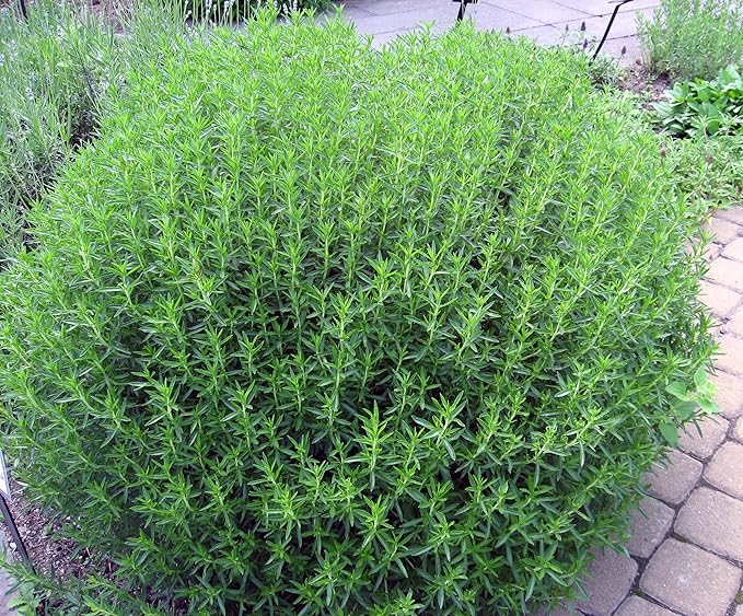Seeds Summer Savory - Indoor - 1000 Seeds - Heirloom Herb - GMO Free