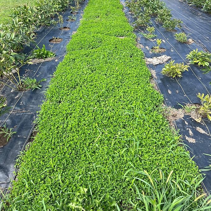 Micro Clover Seed for Lawn - 1 Lb - ~400,000 Microclover Seeds for Planting - Drought-Tolerant Mini Grass Alternative by Mountain Valley Seed Company