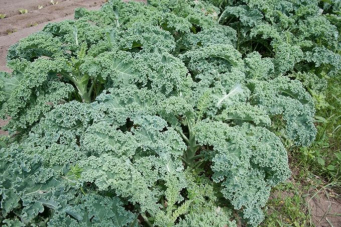 Kale Dwarf Siberian Improved Great Heirloom Vegetable by Seed Kingdom Bulk 5 Lb Seeds