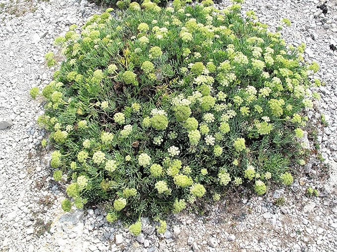 40 SEA Fennel Rock Samphire Crithmum Maritimum Fragrant Herb Edible Vegetable Yellow Flower Seeds