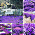 5000+ Creeping Thyme Thymus Coccineus Seeds for Planting Outdoor-Ground Cover Herb Plants Thymus Serpyllum Non-GMO Heirloom Easy Grow