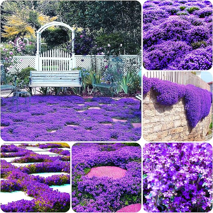 5000+ Creeping Thyme Thymus Coccineus Seeds for Planting Outdoor-Ground Cover Herb Plants Thymus Serpyllum Non-GMO Heirloom Easy Grow