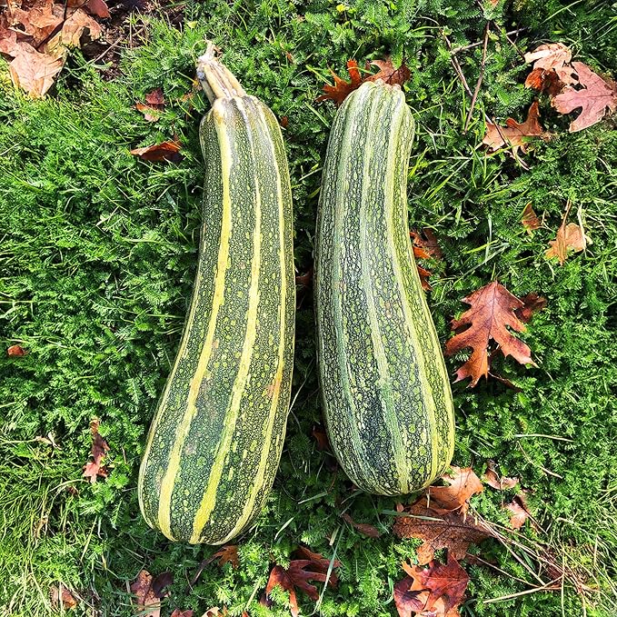 Banyan Botanicals Organic Zucchini Seeds – Costata Romanesco Zucchini Seeds – Great for Cooking, Baking, or Zucchini Noodles – 25 Count – Open Pollinated Non-GMO Easy-to-Grow