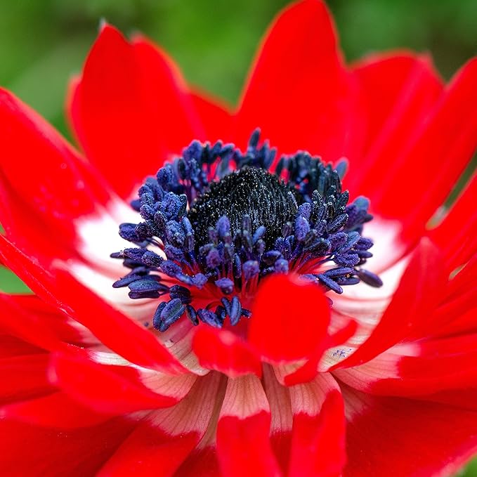 Easy to Grow Anemone The Governor 20 Plant Bulbs - Bright Red Flowers in Spring, Full Sun