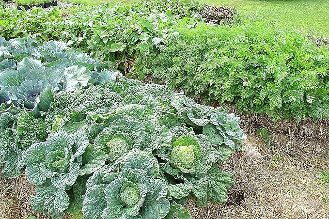 BaleBuster4 Four Bale Conditioning Formula for Preparation of a Straw Bale Garden for Planting a Vegetable Garden