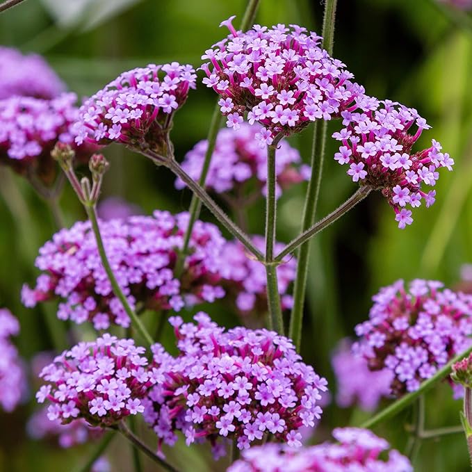 Outsidepride Purpletop Verbena Seeds for Planting - 10000 Pcs. Annual, Drought Tolerant & Easy to Grow, Ground Cover with Fragrant & Vibrant Blooms for Containers, Borders & Pollinator Gardens