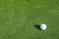 Creeping BentGrass Seeds, 1 Pound
