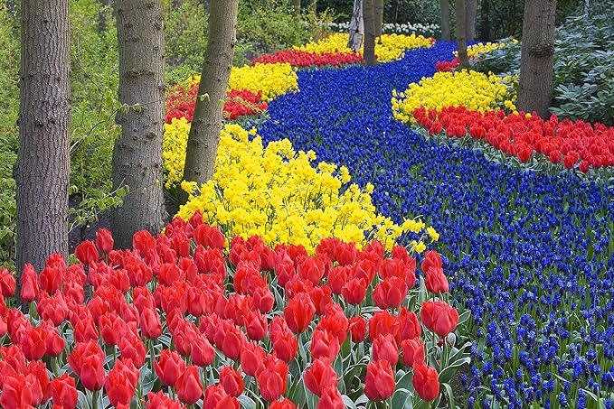 Magical Summer Flower Garden - 30 Bulbs - 10 Tulips, 10 Daffodil and 10 Blue Muscari - Ships from Iowa, USA