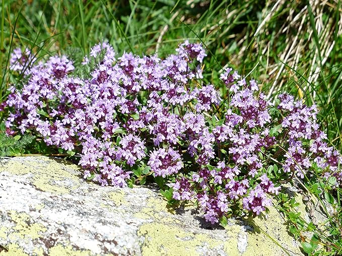 Seeds Common English Thyme Herbs for Planting Non GMO 500 Seeds