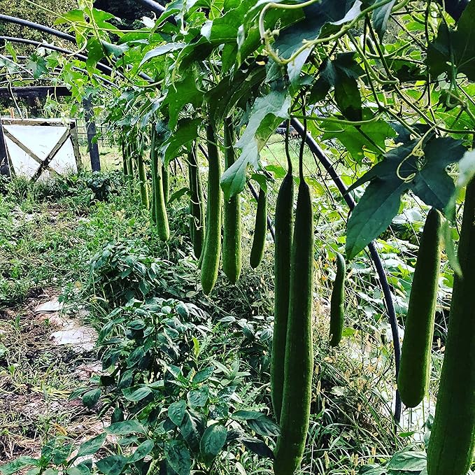 Organic Luffa Gourd Seeds (Luffa acutangula) 10 Seeds (0.2 Grams) - Loofah, Loofa, Luffah Gourd - Edible and Grow to Make Your Own Sponges - Sponge Gourd Seeds by Smoke Camp Crafts