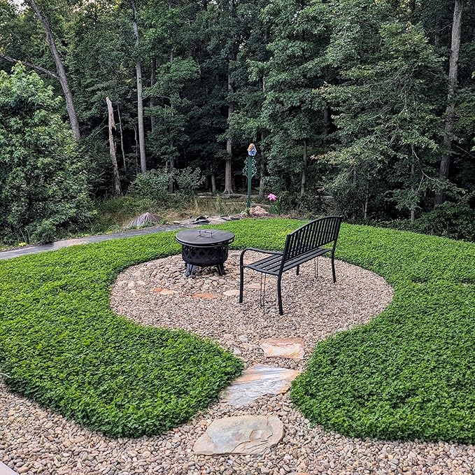 Outsidepride Perennial White MiniClover Seed - 1 lb. Dwarf, Small-Leaved, Drought & Wear-Tolerant Micro Clover Seeds for Lawn, Ideal Low-Maintenance & Easy to Grow Ground Cover Seeds for Home Yard