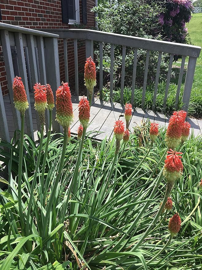 2 Bareroot Red Hot Poker/Torch Lily/Kniphofia/Poker Lily