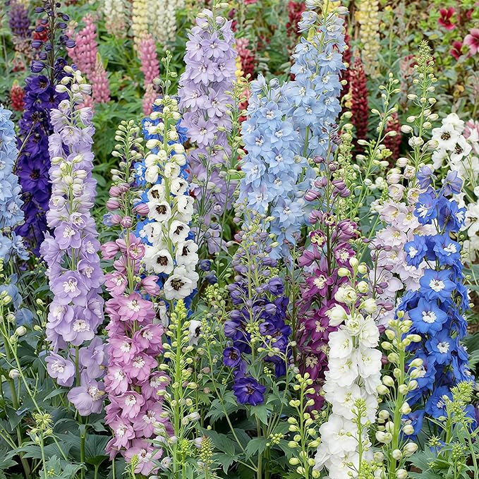 Delphinium Seeds 2000 Pcs - Mixed Colors, Tall, Heat & Drought Tolerant, Self-Seeding Perennial Wildflowers for Flower Arrangements & Pollinator Gardens