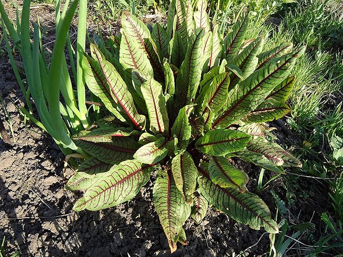 NIKA SEEDS - Seeds Herb Sorrel Bloody Dock Red Veined - 100 Seeds