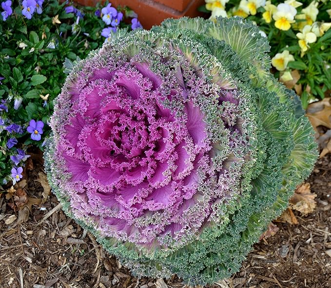 Seeds Vegetable Flowering Kale Mix (Ornamental Cabbage) Fringed - 50-100 Seeds