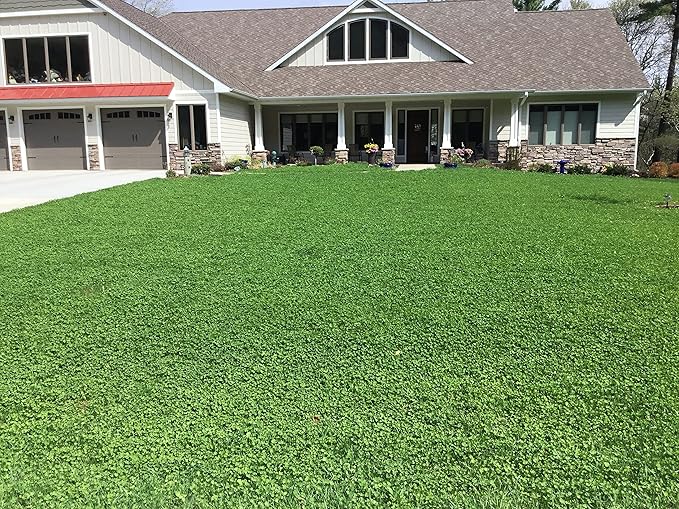 Flawn Seed Kits Micro Clover Seed, 2.2 Oz, Organic Coated, Eco-Friendly, Low Growing, Low Maintenance, Lawn Alternative, Compostable Pouch, Covers Up to 500 Sqft