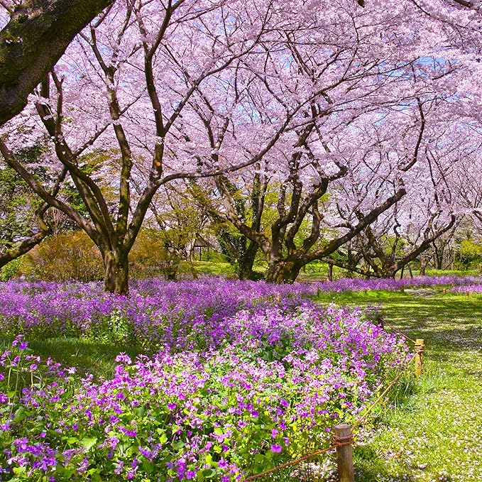 Outsidepride Dame's Rocket Flower Seeds - 5000 Pcs Perennial, Easy to Grow, Deer Resistant & Self-Seeding Wildflower Seeds for Planting Vibrant and Fragrant Blooms in Pollinator & Butterfly Gardens
