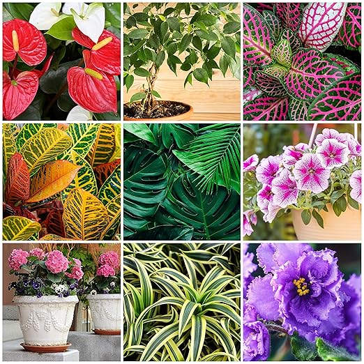 The Old Farmer's Almanac Houseplant & Flower Plant Food Mini Spikes - NPK 5-5-5 for Continuous Feeding and Vibrant Colors (12 Mini Spikes)