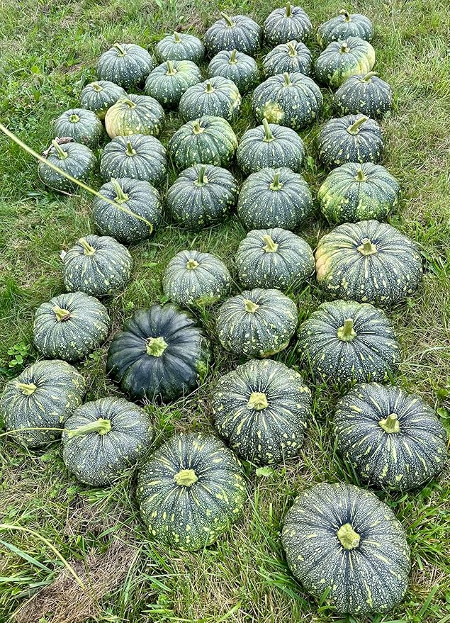 20 Bangla Sweet Spotted Dotted Pumpkin Seeds, High-Yield Variety, 75-80 Days Harvest, Indian Sweet Pumpkin Seeds