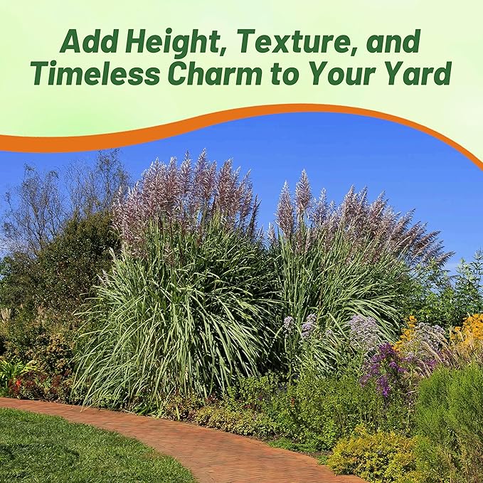 Outsidepride Erianthus Ravennae Plume Grass Seed - 250 Pcs Perennnial Hardy, Giant Ornamental Grass Seeds with Arching Gray-Green Leaves & Cream Plumes for Pampas Substitute