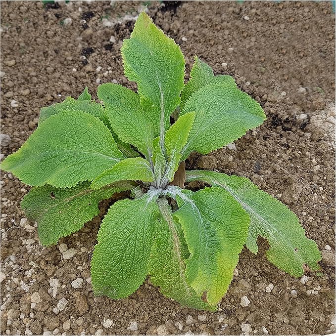 Seed Needs Foxglove Seeds for Planting Gloxiniaeflora Mix Fox Glove - Heirloom & Open Pollinated Flowers to Plant an Outdoor Butterfly Garden with Colorful Wildflowers (1 Pack)