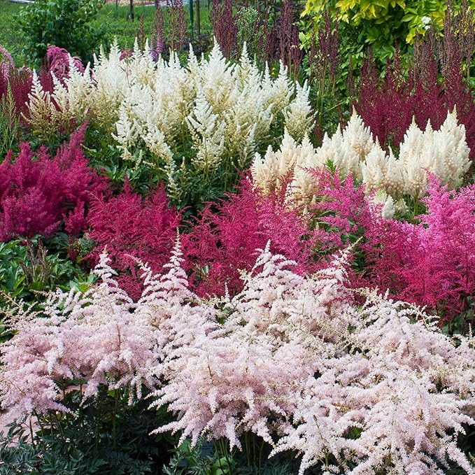 Outsidepride Bunter Astilbe Seeds – 2000 Pcs Perennial, Shade Tolerant Flower Seeds for Planting Vibrant Mixed Blooms in Moist Areas, & Pollinator-Friendly Garden Borders with High Germination Rate