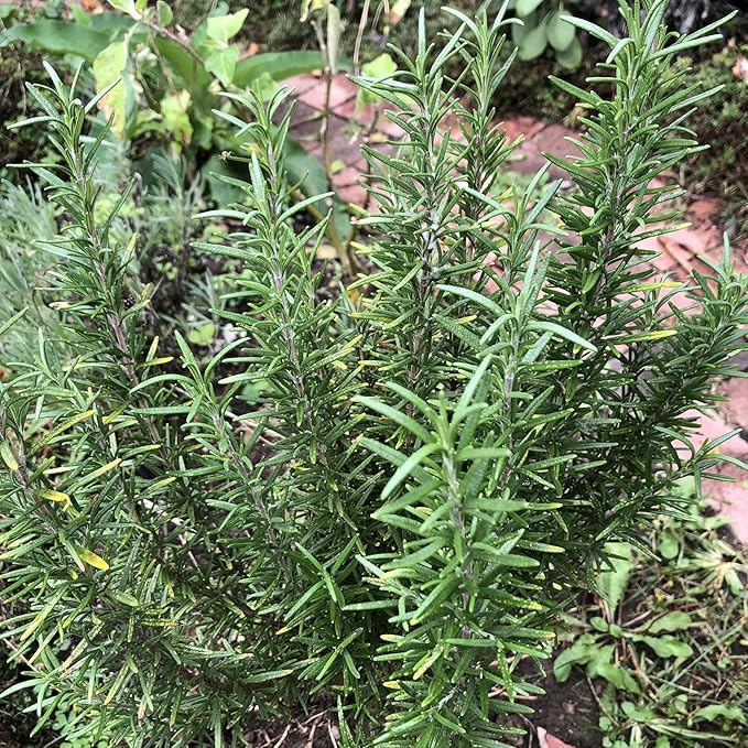 Organic Rosemary Seeds (Rosmarinus officinalis) 100 Seeds (0.2 Grams) Aromatic Culinary Herb for Decor, Cooking by Smoke Camp Crafts