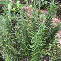 Organic Rosemary Seeds (Rosmarinus officinalis) 100 Seeds (0.2 Grams) Aromatic Culinary Herb for Decor, Cooking by Smoke Camp Crafts