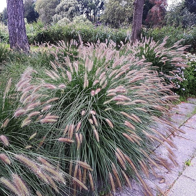 Outsidepride Chinese Pennisetum Fountain Ornamental Grass Seeds - 100 Pcs Perennial, Drought Tolerant Fountain Grass with Smoky Purple-Black Plumes for Low Maintenance Xeriscapes & Flower Arrangements